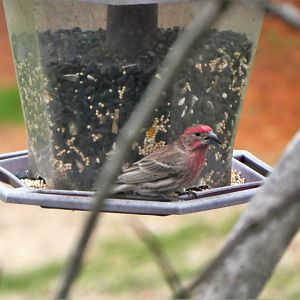 House Finch