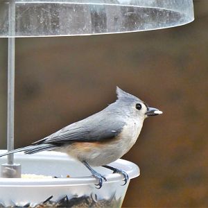 Tufted Titmouse