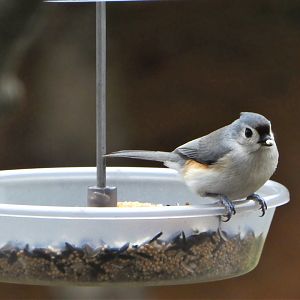 Tufted Titmouse
