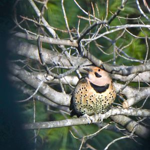 Northern Flicker