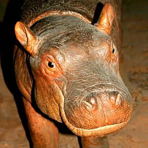 Hippopotamus calf; Berlin Zoology Museum; 10th September 2011