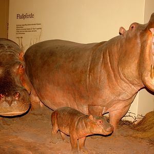 Hippopotamus trio; Berlin Zoology Museum; 10th September 2011