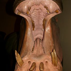 Hippopotamus; Berlin Zoology Museum; 10th September 2011