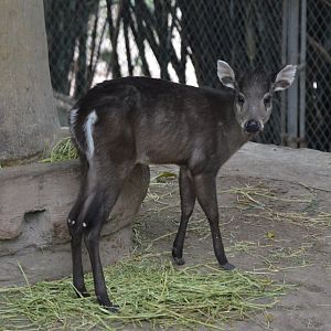 Tufted Deer/Elaphodus cephalophus