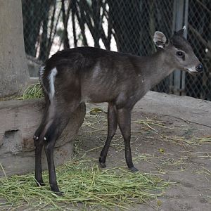 Tufted Deer/Elaphodus cephalophus