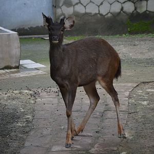 Sambar Deer/Rusa unicolor