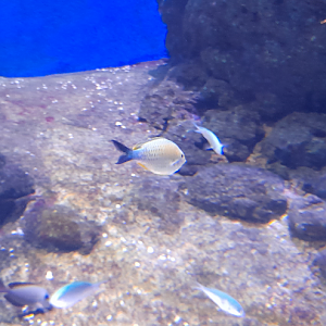 Chromis ID