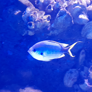 Chromis ID