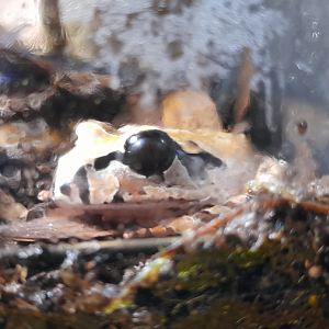 Northern Barred Frog