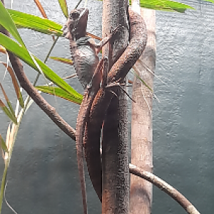 Boyd's Forest Dragon