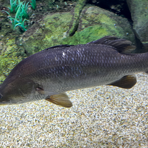 Barramundi