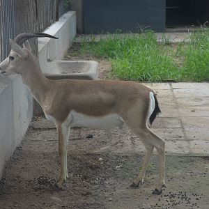 Rayol/Gazella yarkandensis