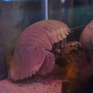 Giant Isopod/Bathynomus giganteus