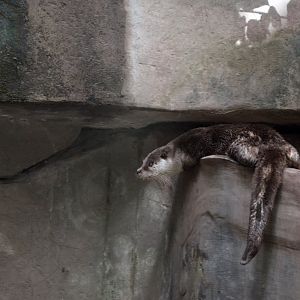 Eurasian otter/Lutra lutra