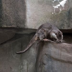Eurasian otter/Lutra lutra