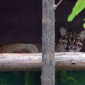 Asiatic Golden Cat/Catopuma temmincki temmincki