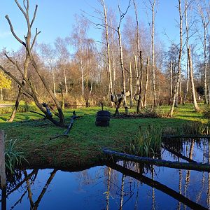 Golden-bellied capuchin enclosure 1