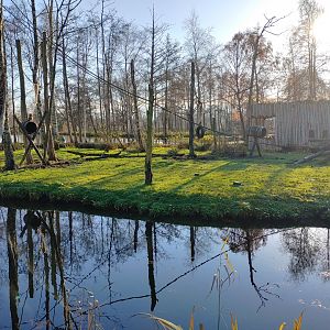 Golden-bellied capuchin enclosure 2