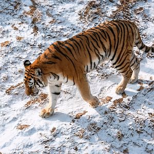 Siberian tiger