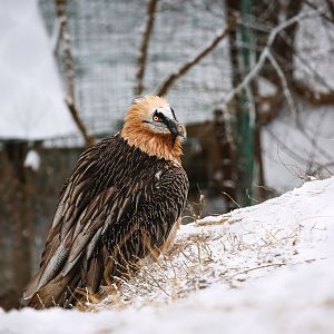 Bearded vulture