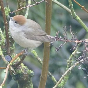 Female Blackcap, Paignton, January 2021