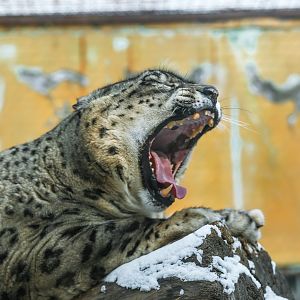 Snow leopard yawning