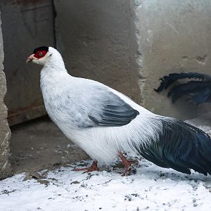 White eared pheasant