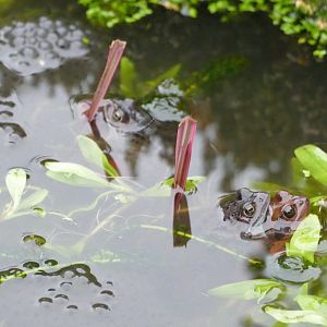 First frogspawn of the season, January 2021