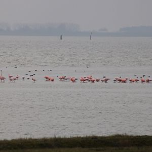 Wild Flamingo's