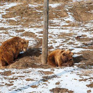 Eurasian brown bears