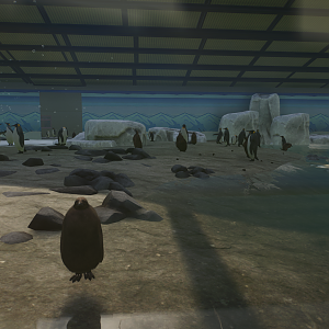 Pittsfield Zoo's King Penguin Colony