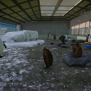 Pittsfield Zoo's King Penguin Colony