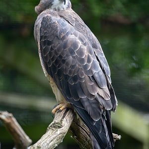 Swainson's hawk : Cotswold Falconry Centre : 04 Sep 2020