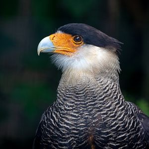 Crested caracara : Cotswold Falconry Centre : 04 Sep 2020