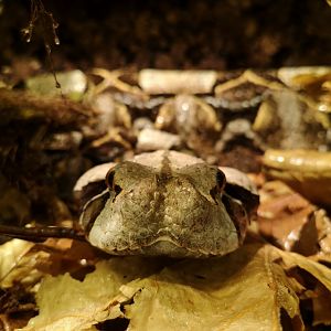 Gaboon viper (Bitis gabonica)