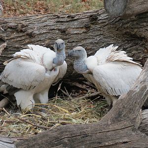 African Savanna - Main Exhibit - Cape Vulture