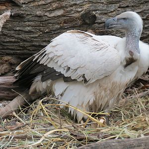 African Savanna - Main Exhibit - Cape Vulture