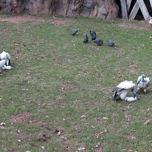 African Savanna - Main Exhibit - Cape Vulture