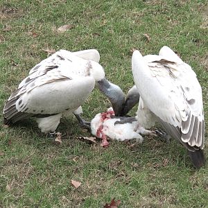 African Savanna - Main Exhibit - Cape Vulture