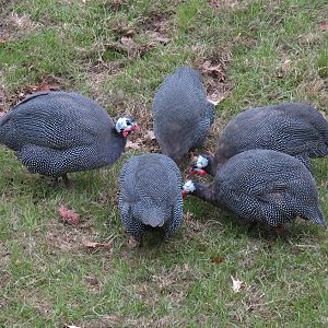 African Savanna - Main Exhibit - Helmeted Guinea Fowl
