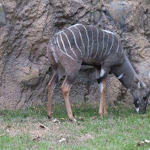 African Savanna - Main Exhibit - Lesser Kudu