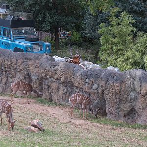 African Savanna - Main Exhibit - Lesser Kudu