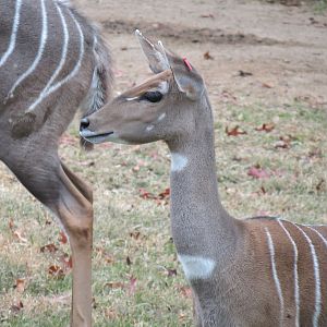 African Savanna - Main Exhibit - Lesser Kudu