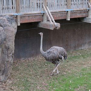 African Savanna - Main Exhibit - Ostrich