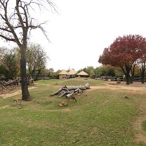 African Savanna - Main Exhibit