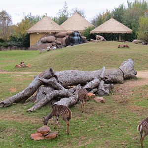 African Savanna - Main Exhibit
