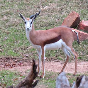 African Savanna - Main Exhibit - Springbok