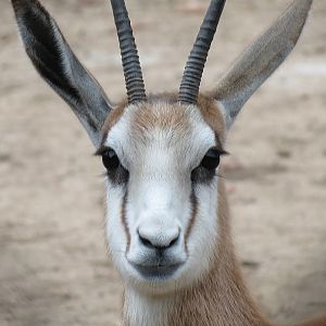 African Savanna - Main Exhibit - Springbok