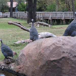 African Savanna - Main Exhibit - Waterhole Area - Helmeted Guinea Fowl