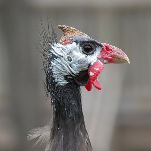 African Savanna - Main Exhibit - Waterhole Area - Helmeted Guinea Fowl